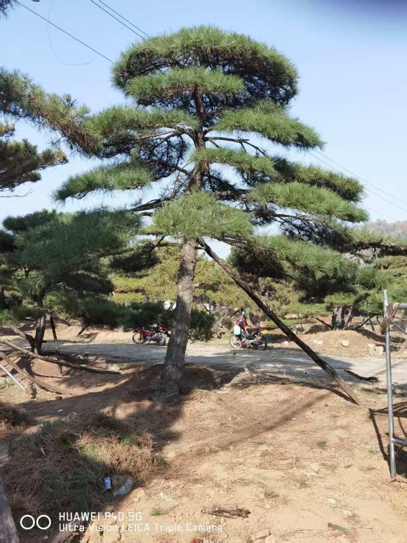 造型油松，造型黑松，造型松，景观松，景松，迎客松
