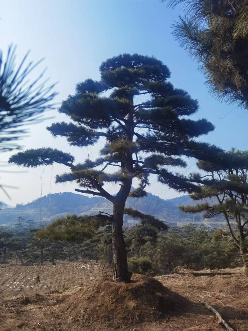 造型油松，造型黑松，造型松，景观松，景松，迎客松