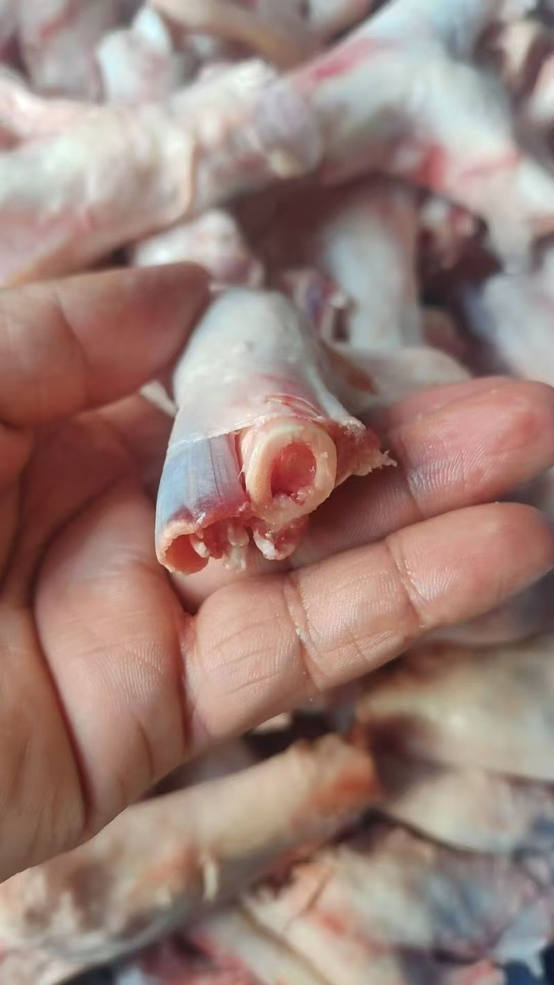 羊拐筋