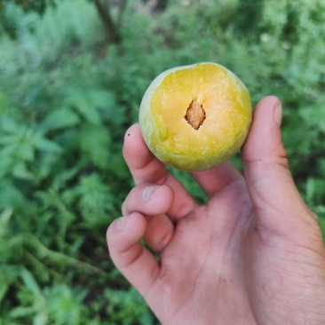 这个夏天你吃水果了么