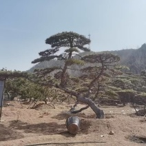 造型油松，造型黑松，造型松，景观松，景松，迎客松