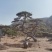 造型油松，造型黑松，造型松，景观松，景松，迎客松