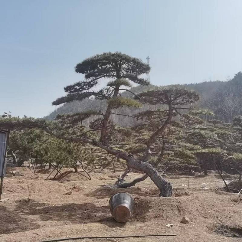造型油松，造型黑松，造型松，景观松，景松，迎客松