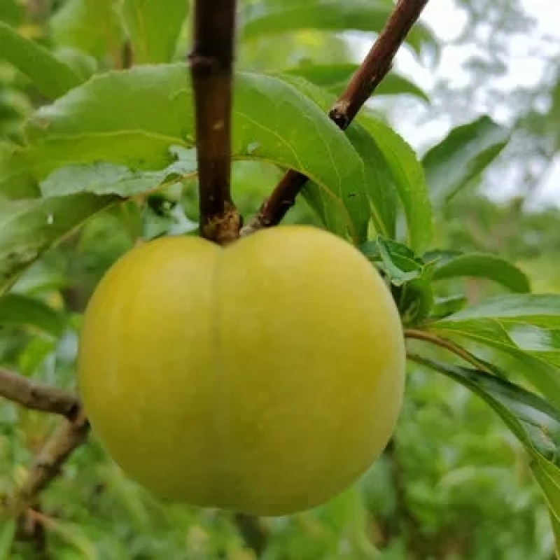 这个夏天你吃水果了么