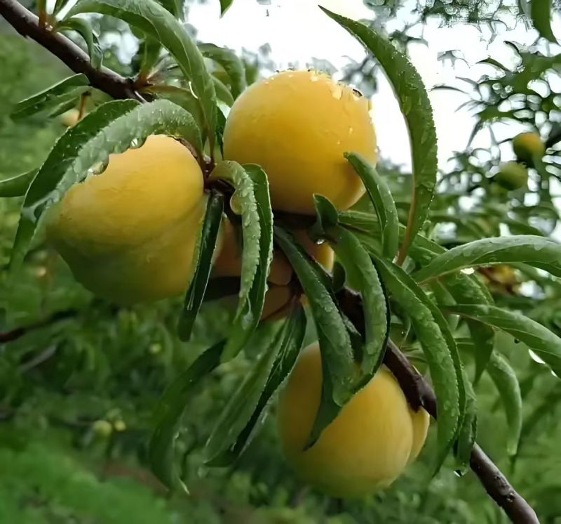 这个夏天你吃水果了么