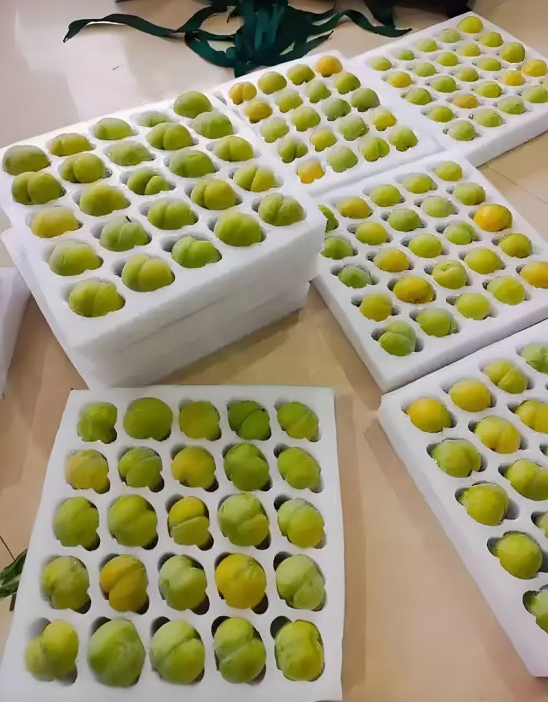 这个夏天你吃水果了么
