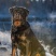 罗威纳平台备案信息上传合作养殖加盟回收签订合同