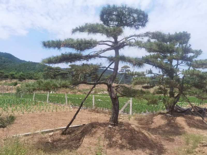 造型油松，造型黑松，造型松，景观松，景松，迎客松