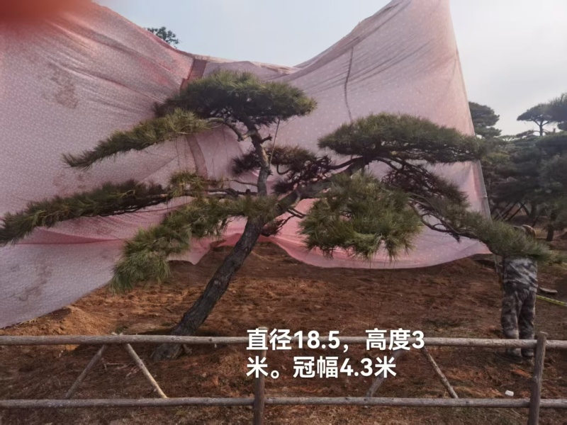 造型油松，造型黑松，造型松，景观松，景松，迎客松