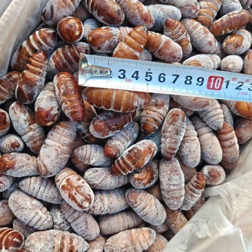 金蝉蚂蚱大黄蛹蚕蛹豆虫都有现货全国接单！冷