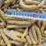 金蝉蚂蚱大黄蛹蚕蛹豆虫都有现货全国接单！冷