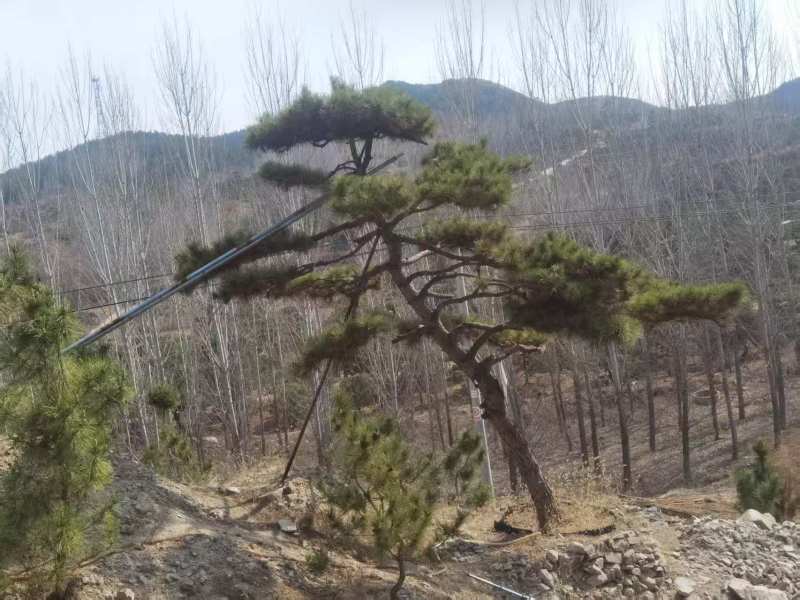 造型松造型油松，造型黑松，造型松，景观松，景松，迎客松