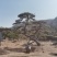 造型松造型油松，造型黑松，造型松，景观松，景松，迎客松