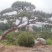 造型松造型油松，造型黑松，造型松，景观松，景松，迎客松
