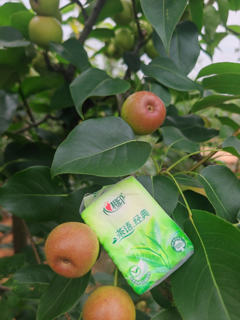云南蜂糖梨
