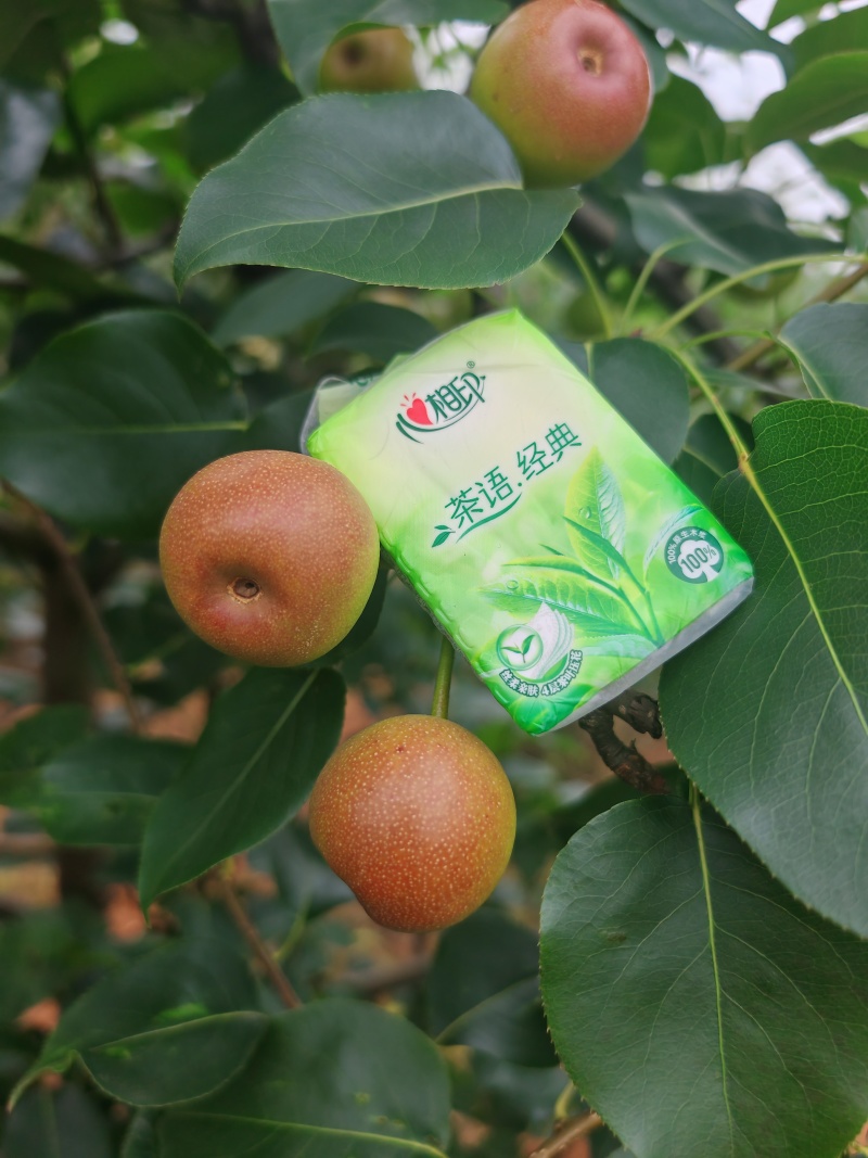 云南蜂糖梨