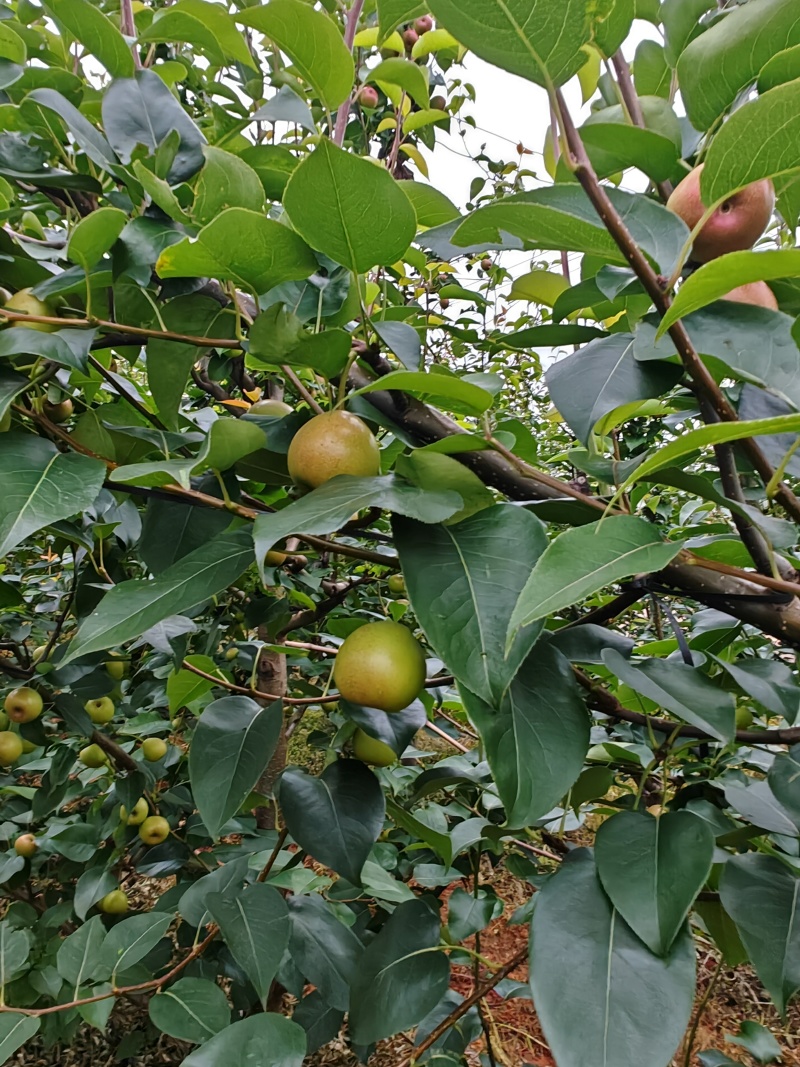 云南蜂糖梨