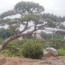 造型油松，造型黑松，造型松，景观松，景松，迎客松