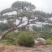 造型油松，造型黑松，造型松，景观松，景松，迎客松
