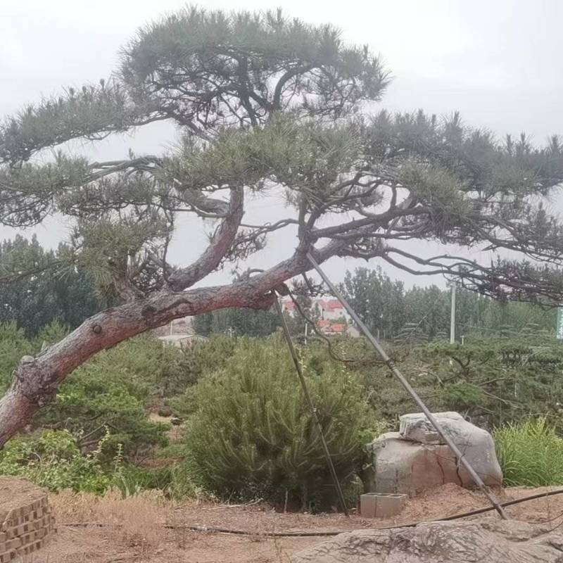 造型油松，造型黑松，造型松，景观松，景松，迎客松