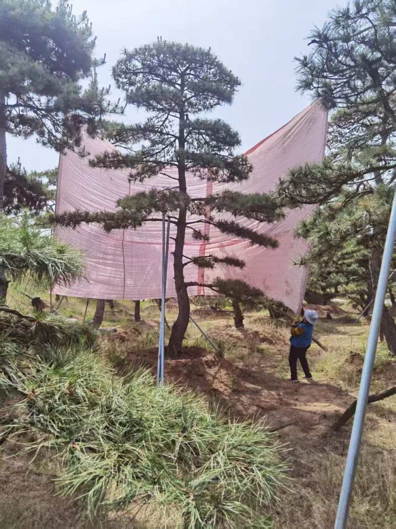 造型油松，造型黑松，造型松，景观松，景松，迎客松