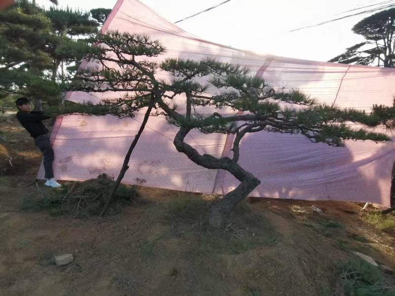 造型油松，造型黑松，造型松，景观松，景松，迎客松