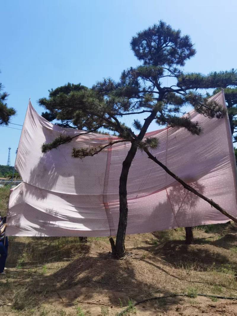 造型油松，造型黑松，造型松，景观松，景松，迎客松