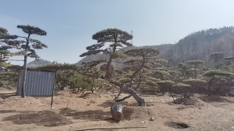 造型油松，造型黑松，造型松，景观松，景松，迎客松