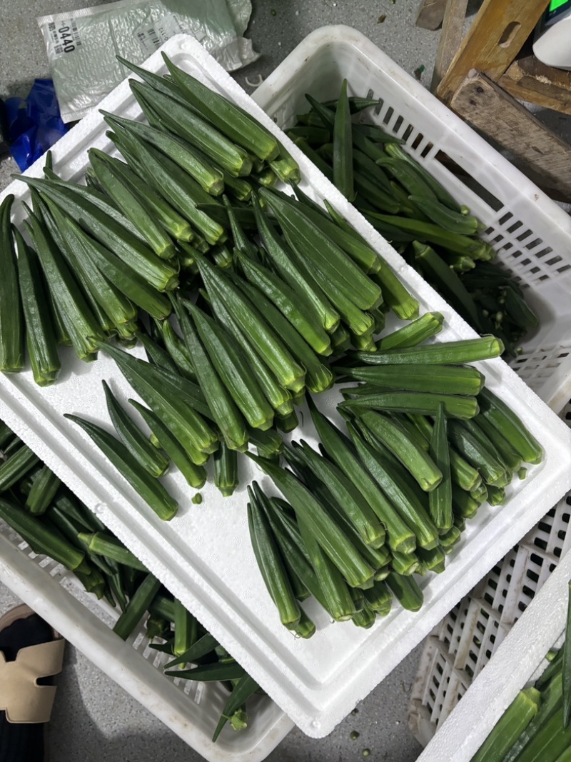 秋葵