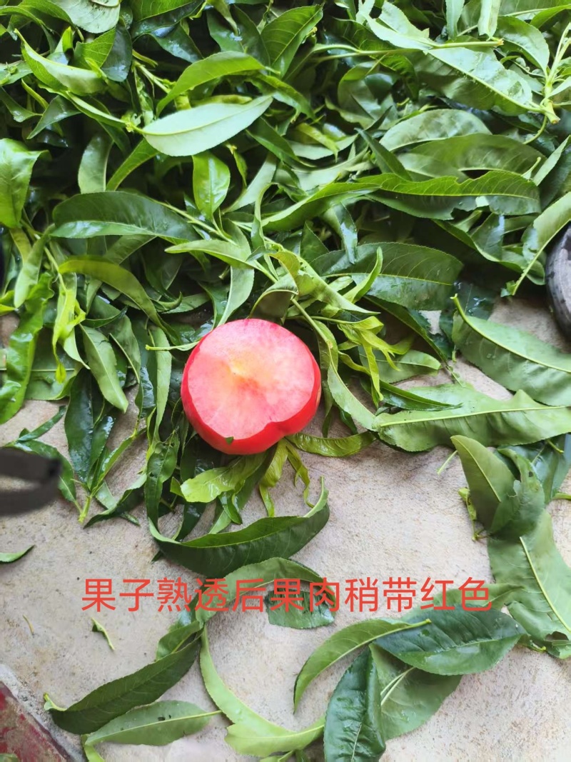 [放心苗]中桃十三大果型早熟品种