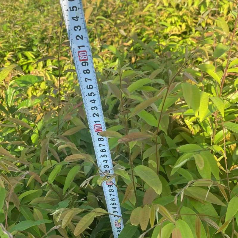 红椎苗造林苗红椎种苗自家基地直供量大优惠