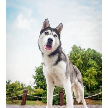 哈士奇信息平台备案合作加盟养殖你繁殖我回收签订合同