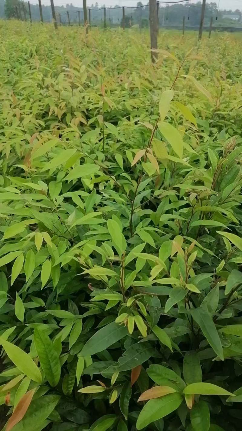 红椎苗造林苗红椎种苗自家基地直供量大优惠