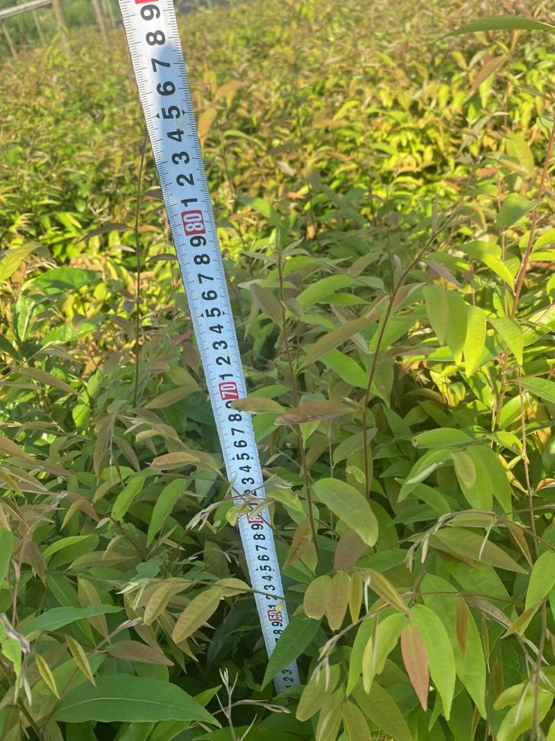 红椎苗造林苗红椎种苗自家基地直供量大优惠