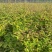 红椎苗造林苗红椎种苗自家基地直供量大优惠