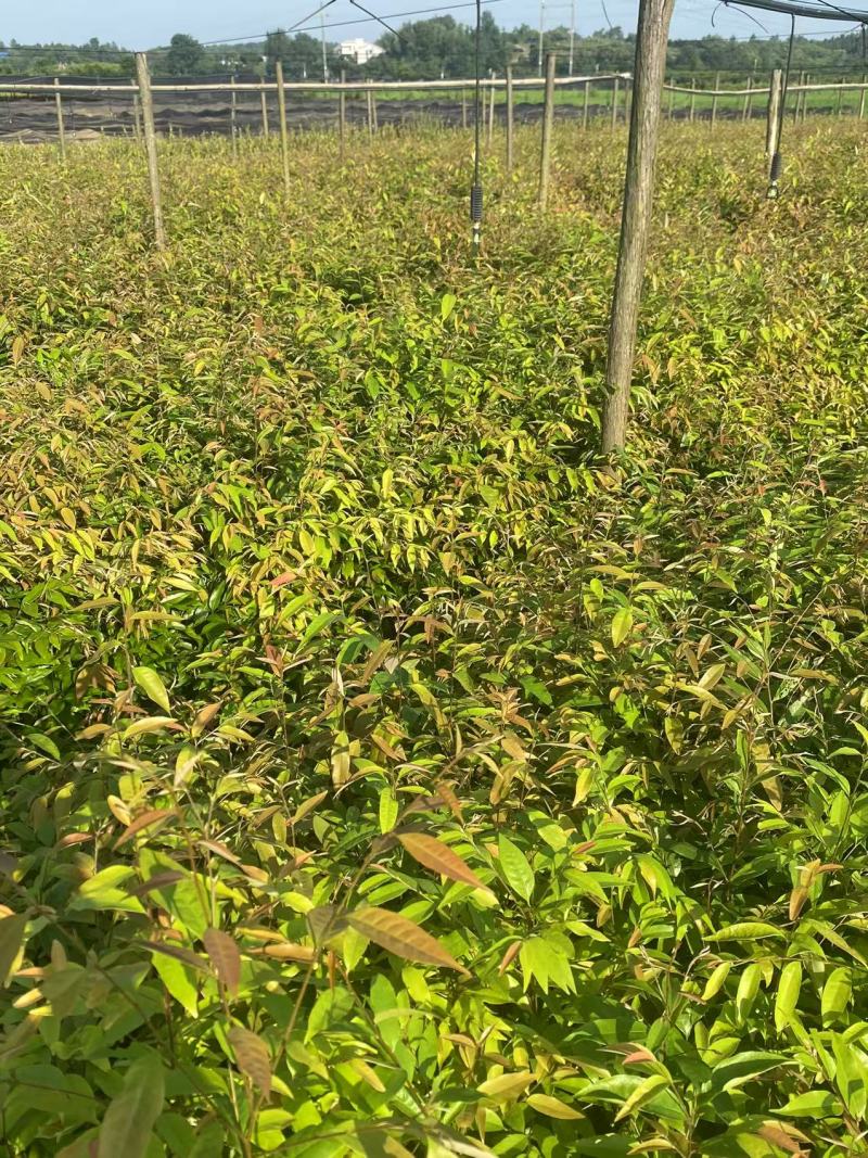 红椎苗造林苗红椎种苗自家基地直供量大优惠