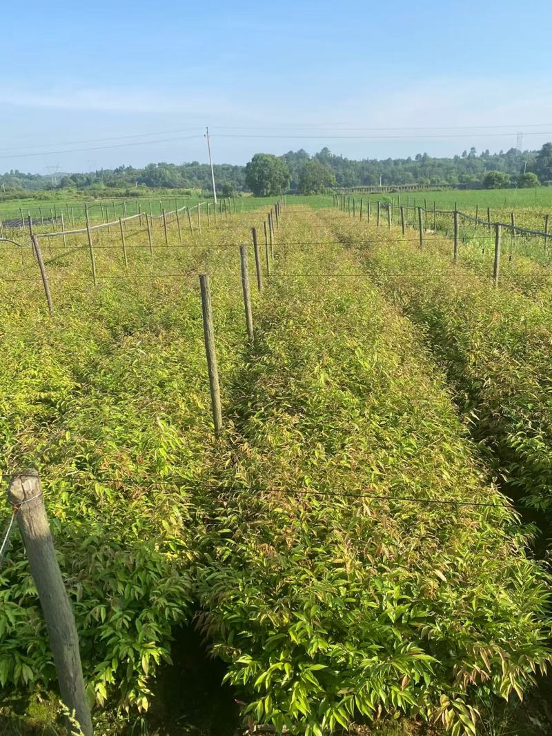 红椎苗造林苗红椎种苗自家基地直供量大优惠
