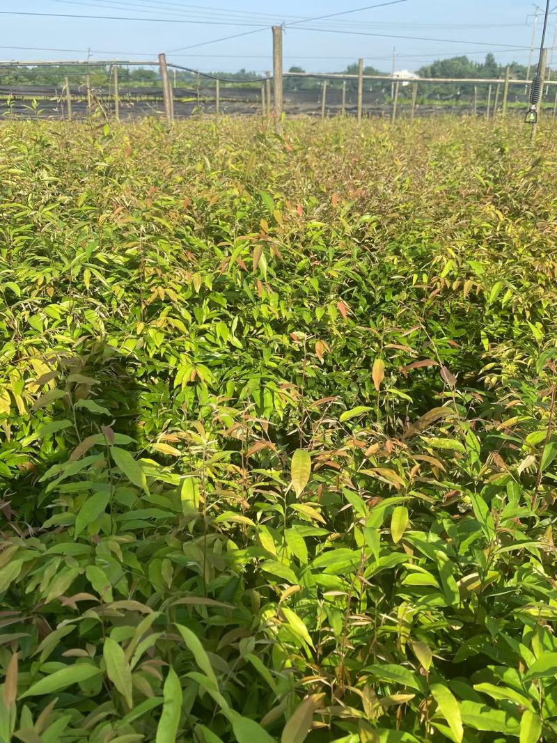 红椎苗造林苗红椎种苗自家基地直供量大优惠