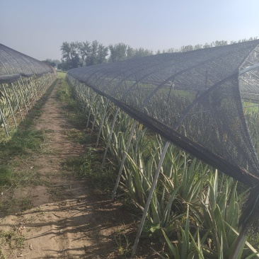 大课芦荟一颗也是批发价