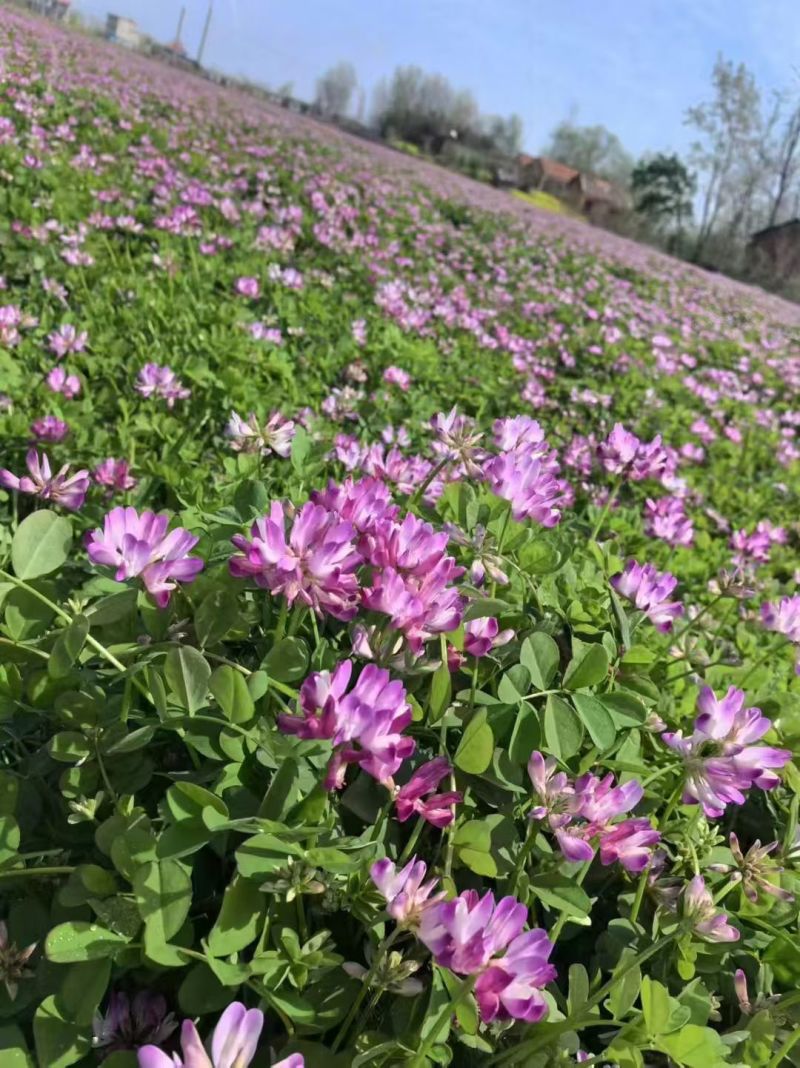 紫云英种子绿化护坡绿肥牧草养蜜蜂，蜜源**品种