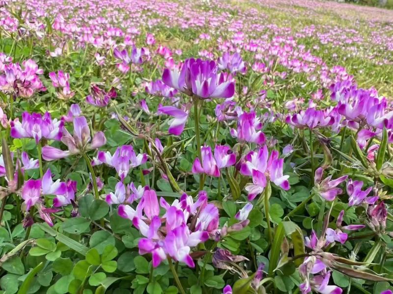 紫云英种子绿化护坡绿肥牧草养蜜蜂，蜜源**品种