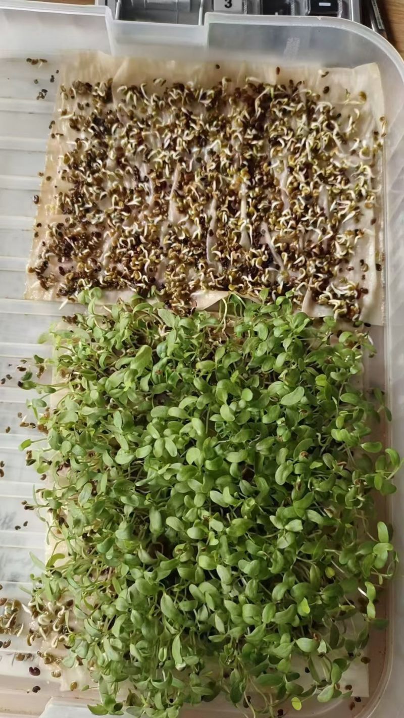 紫云英种子绿化护坡绿肥牧草养蜜蜂，蜜源**品种