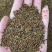 紫云英种子绿化护坡绿肥牧草养蜜蜂，蜜源**品种