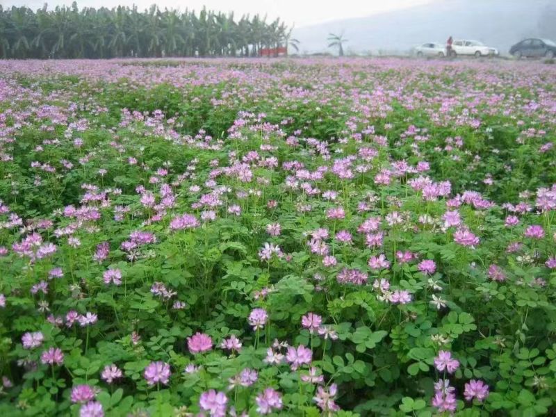 紫云英种子绿化护坡绿肥牧草养蜜蜂，蜜源**品种