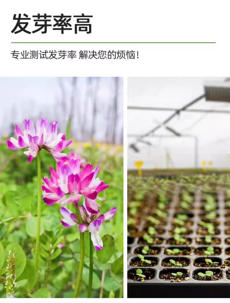 紫云英厂家货源批发价格全国发货价格便宜欢迎下单咨询