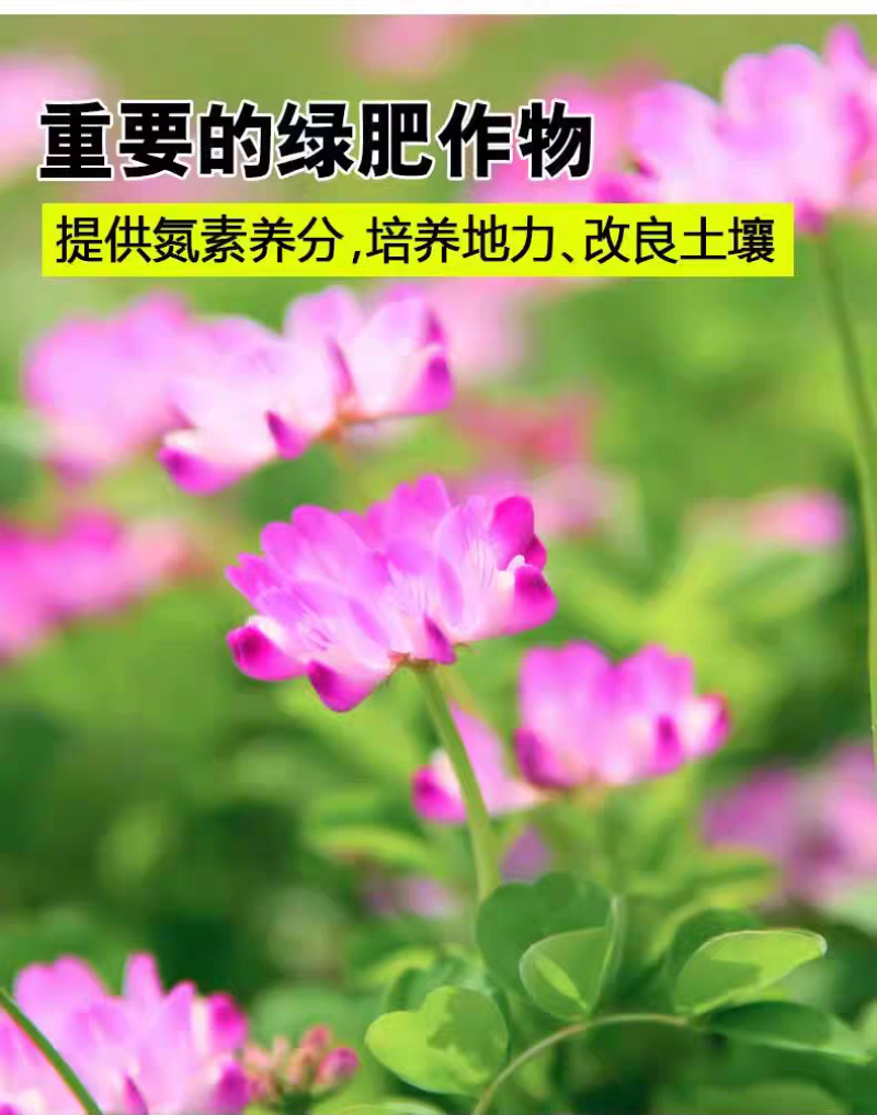 紫云英厂家货源批发价格全国发货价格便宜欢迎下单咨询