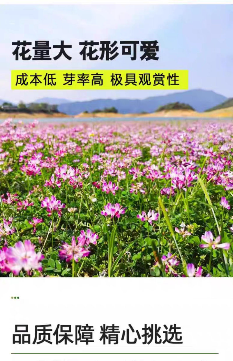 紫云英厂家货源批发价格全国发货价格便宜欢迎下单咨询