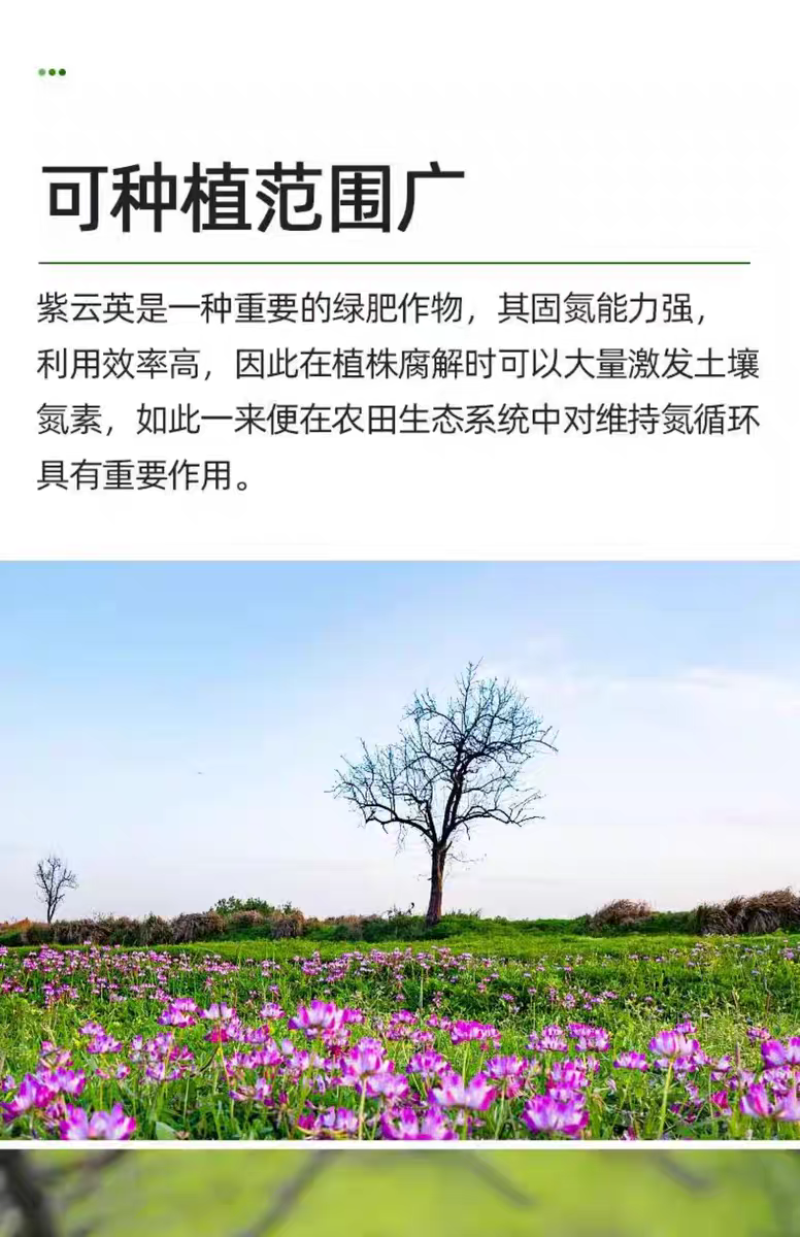 紫云英厂家货源批发价格全国发货价格便宜欢迎下单咨询