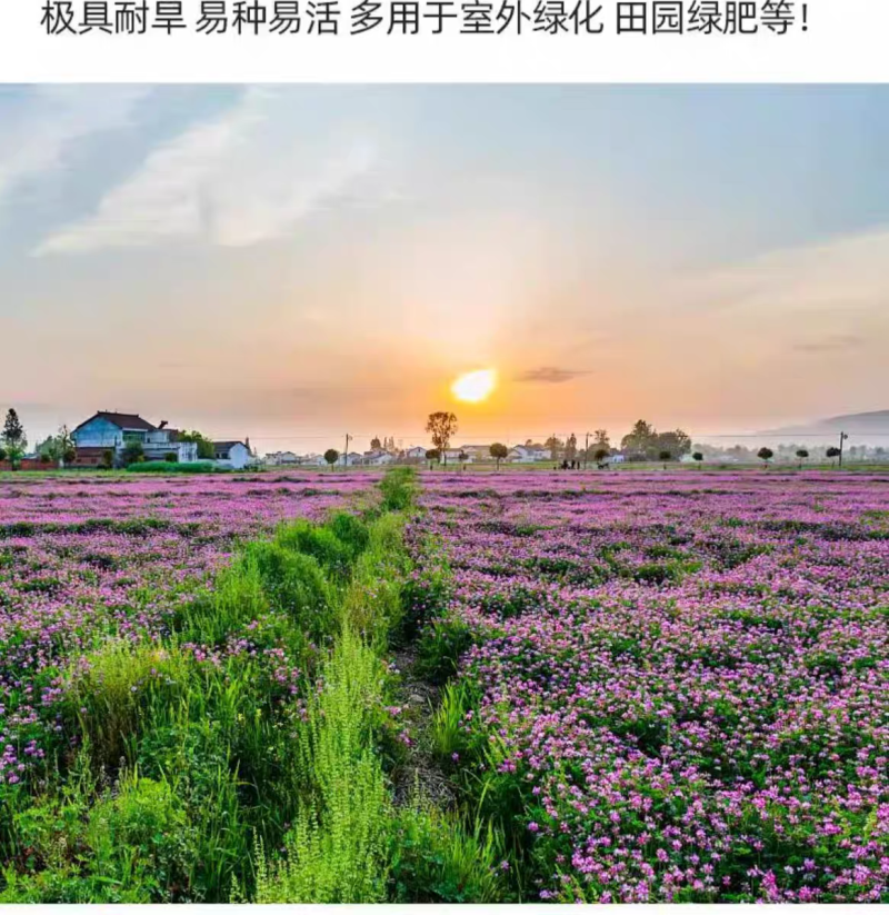 紫云英厂家货源批发价格全国发货价格便宜欢迎下单咨询