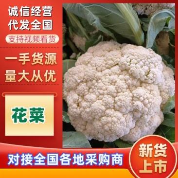 松花菜开封通许有机花菜源头基地对接全国市场电商